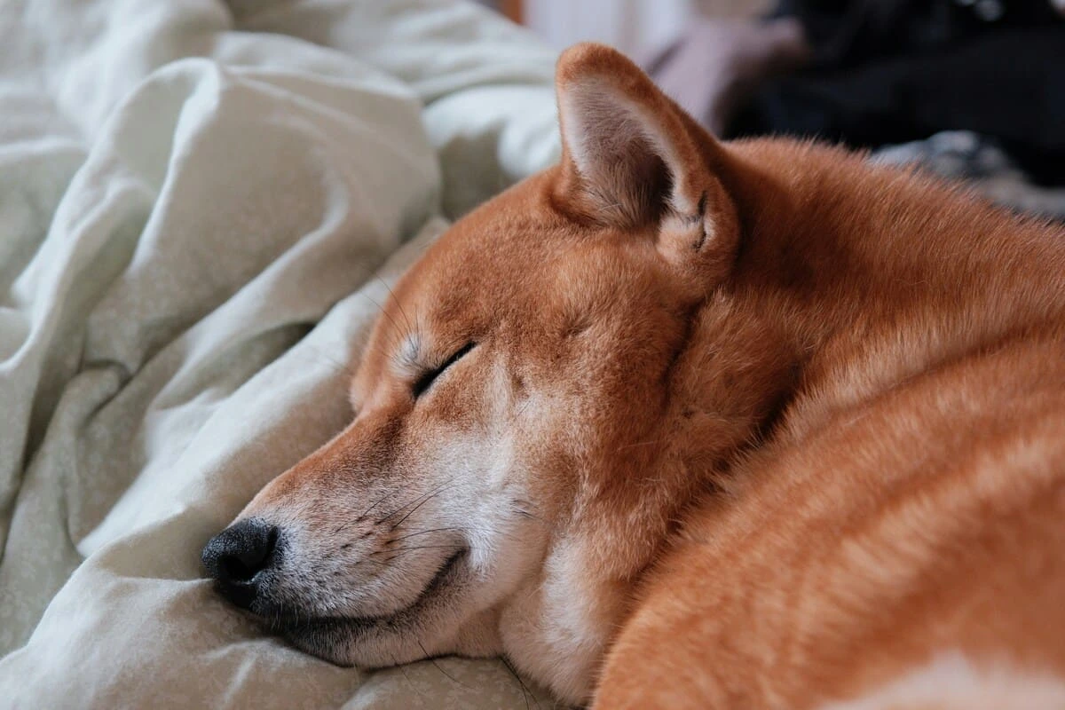 japanese_buckwheat_pillow_dog